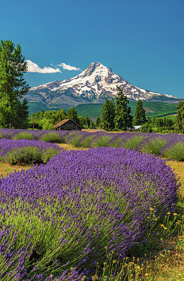 lavender and Mountain Photograph by Ulrich Burkhalter