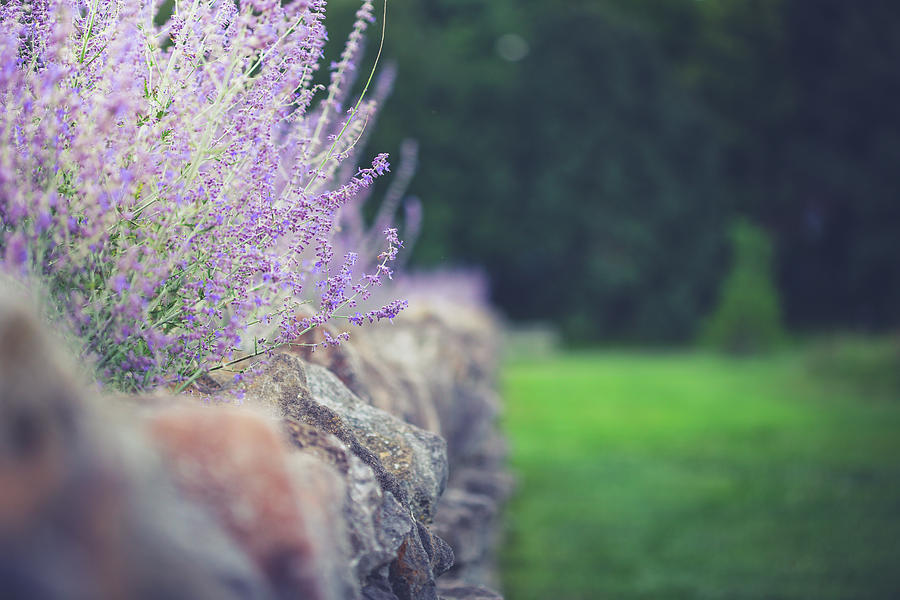 Lavender And Stone Photograph by Shane Holsclaw