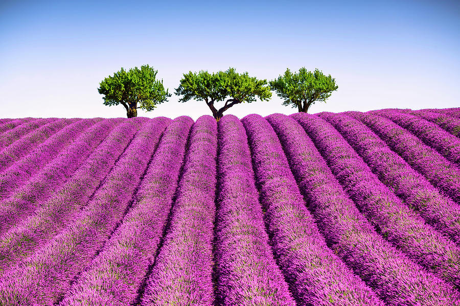 Lavender and trees uphill. Provence, France Photograph by Stefano Orazzini