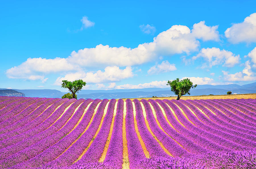 Lavender and two trees uphill. Provence, France Photograph by Stefano Orazzini