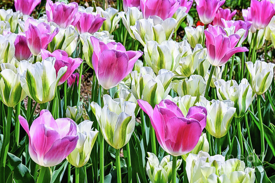 Lavender And White Tulips Photograph