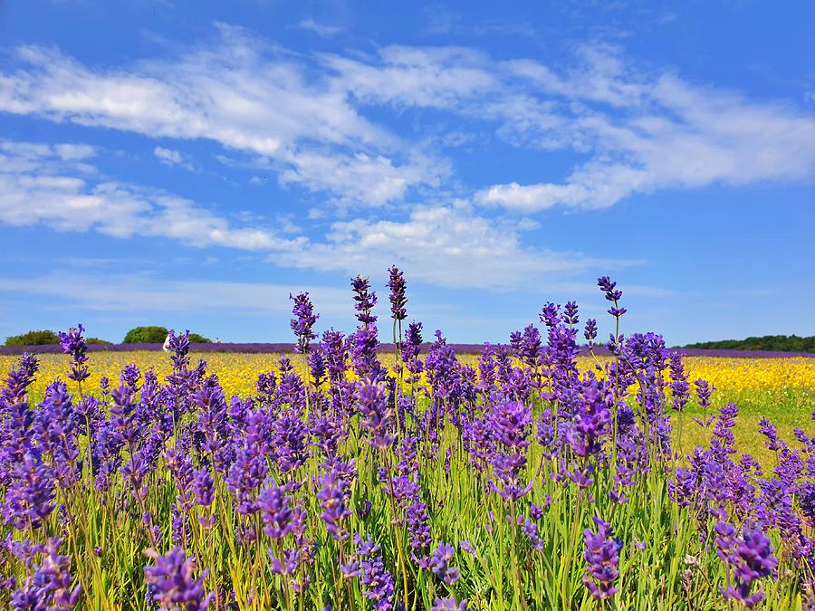 Lavender and Yellow Wildflowers Photograph by Andrea Whitaker
