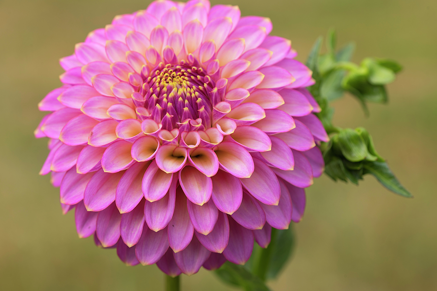 Lavender and Yellow Dahlia Photograph by Loree Johnson