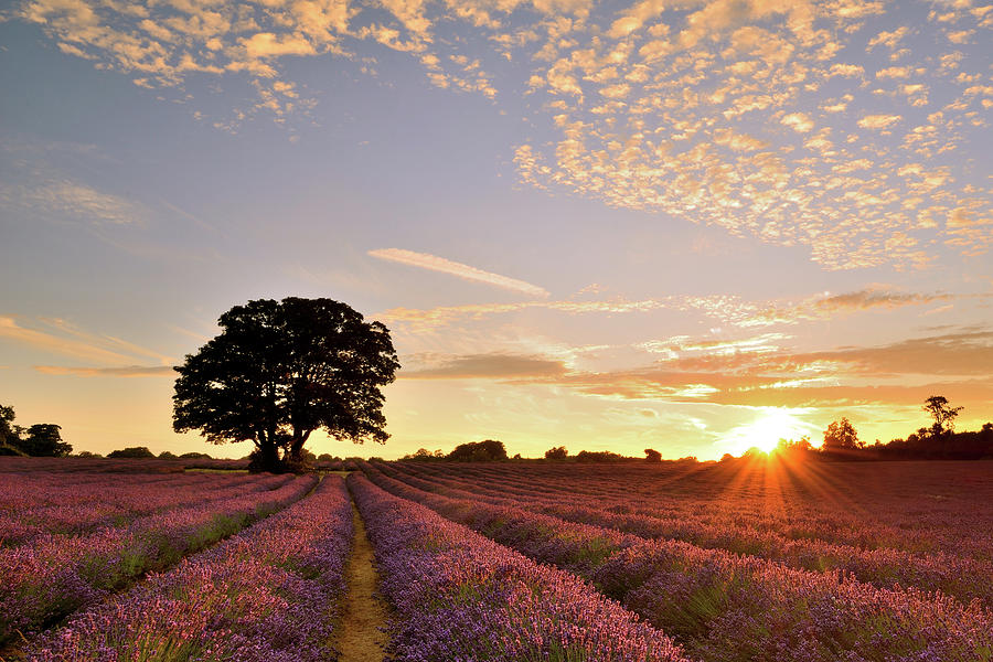 Lavender Photograph by Andreas Jones