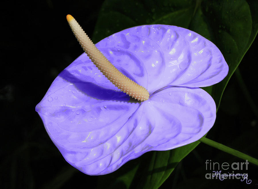 Nature Photograph - Lavender Anthurium by Mariarosa Rockefeller