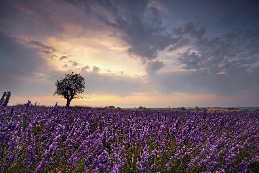 Lavender At Dawn Photograph by Matteo Colombo