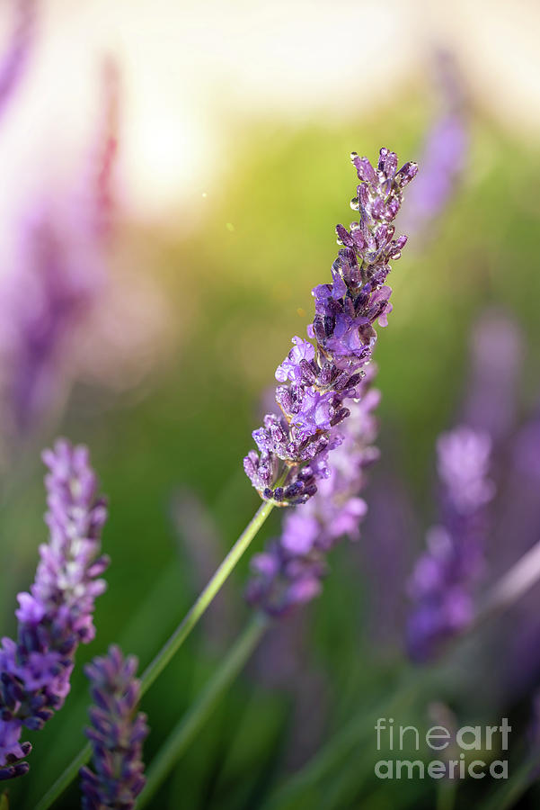 Lavender at sunset Photograph by Delphimages Photo Creations