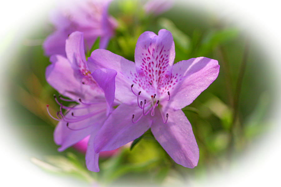 Spring Photograph - Lavender Azalea in bloom by Cathy Harper