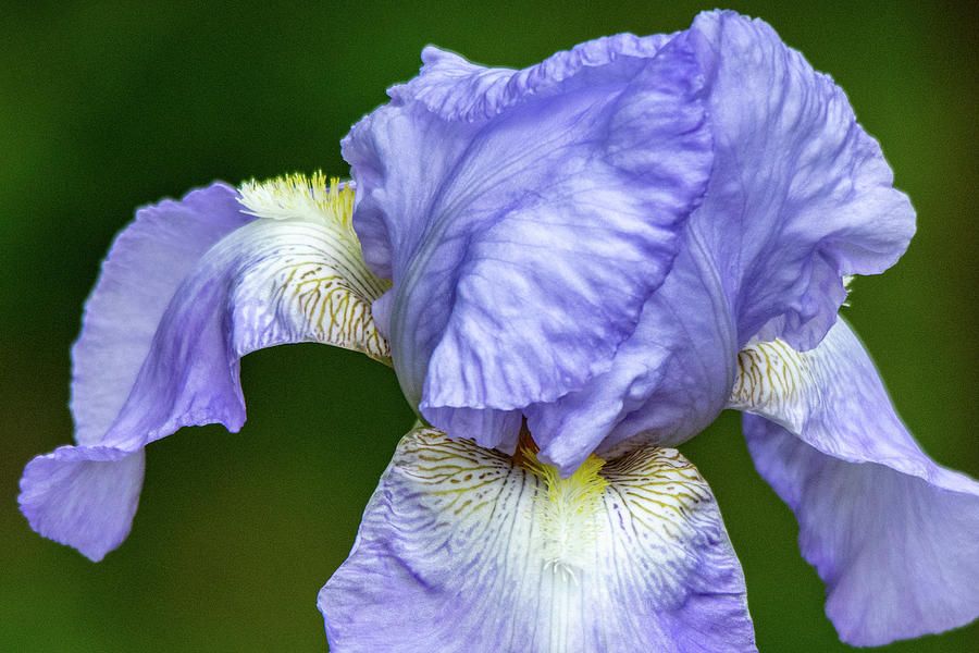 Lavender Bearded Iris Photograph by Mary Ann Artz