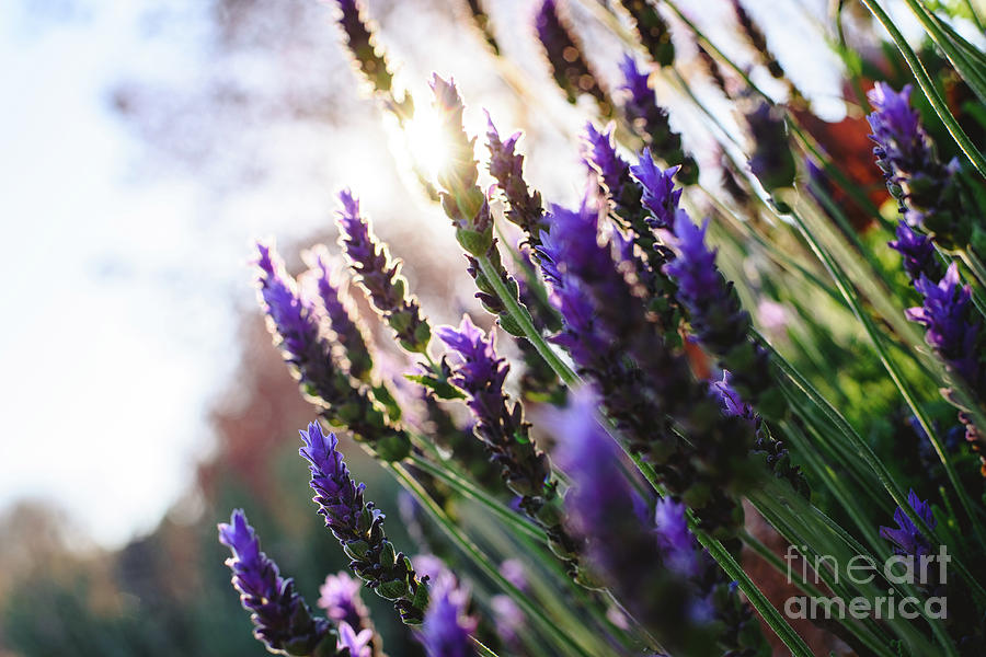 Lavender, beautiful and romantic aromatic plant with bright colors. Photograph by Joaquin Corbalan