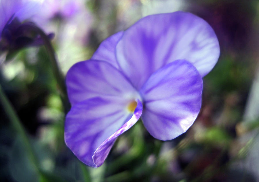 Lavender Beauty 1 Photograph by Jaeda DeWalt
