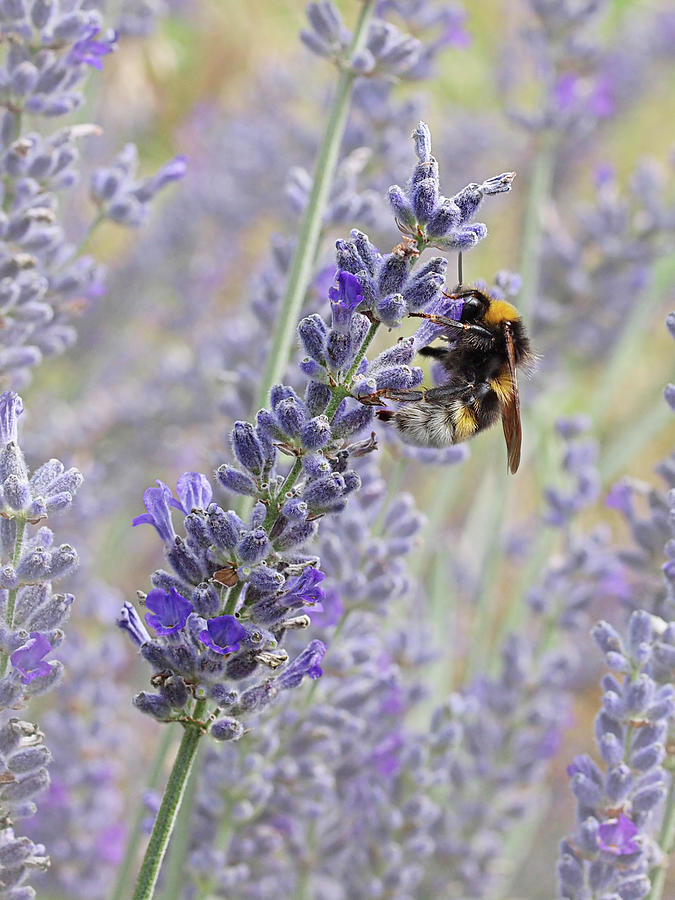 Lavender Bee Photograph by Gill Billington