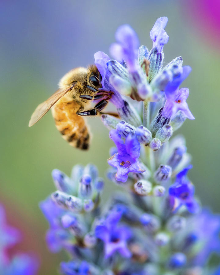 Lavender Bee Photograph by Nicole Young