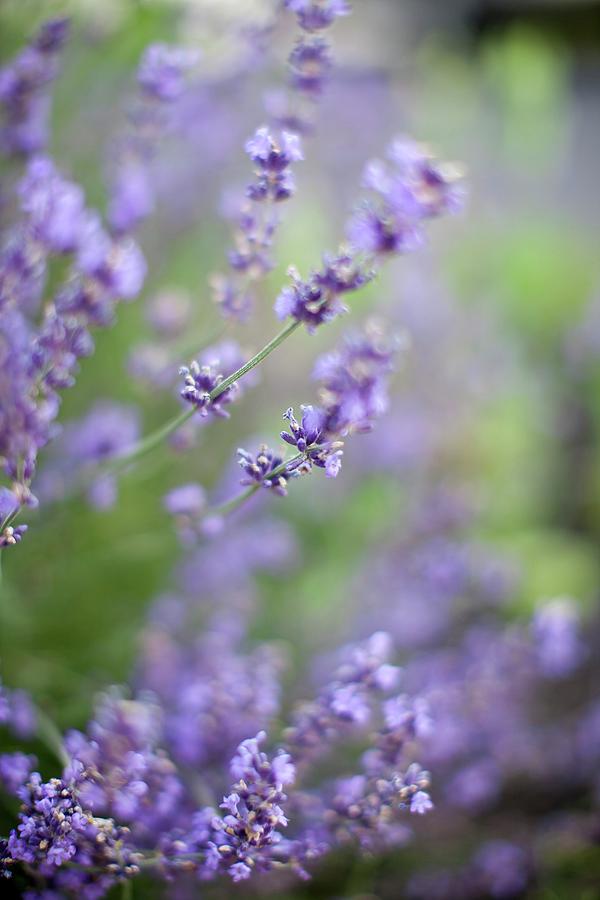 Lavender Blooming Outdoors Photograph by Strokin, Yelena