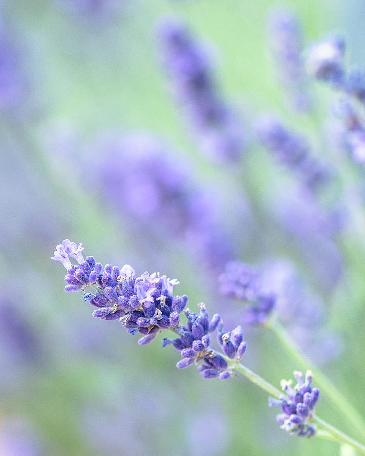 Lavender Blooms Photograph by Jennifer Grossnickle