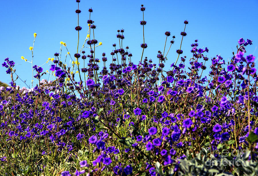 Lavender Blooms Photograph - Lavender Blooms by Mae Wertz Lavender Blooms Photograph - Lavender Blooms by Mae Wertz