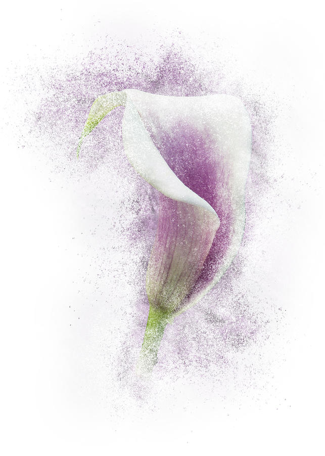 Lavender Calla Lily Flower Photograph by Patti Deters