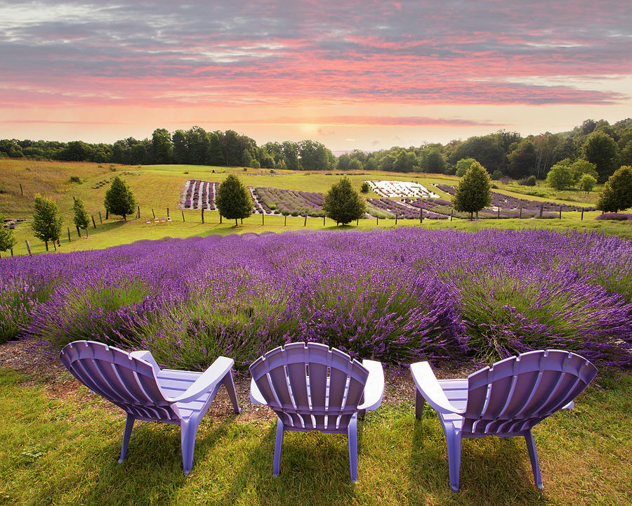 Field Photograph - Lavender Chairs, Horton Bay, Michigan 14-color by Monte Nagler Field Photograph - Lavender Chairs, Horton Bay, Michigan 14-color by Monte Nagler