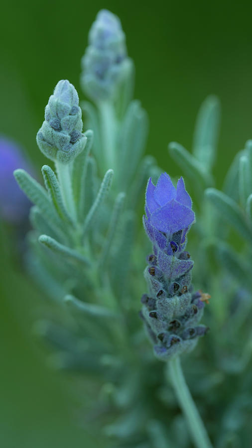 Lavender Close up Photograph by Bj S