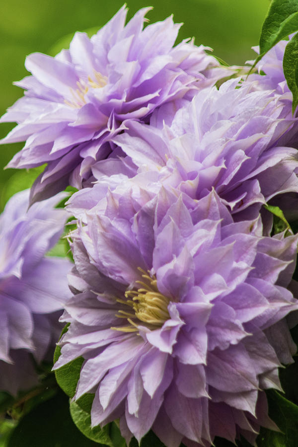 Lavender Double Clematis Photograph by Mary Ann Artz