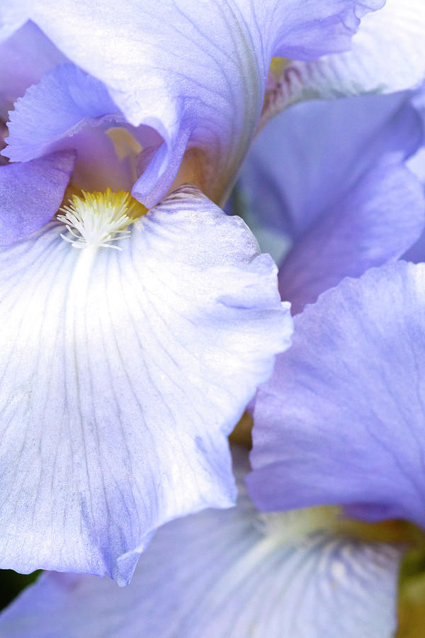 Lavender Dream Photograph by Patty Colabuono