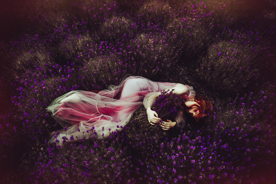 Lavender Dream Photograph by Ruslan Bolgov (axe)
