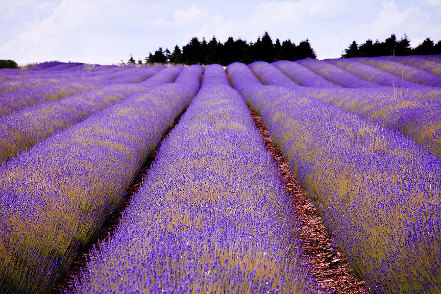 Lavender Farm In Costwold, England Photograph by Images By Tian