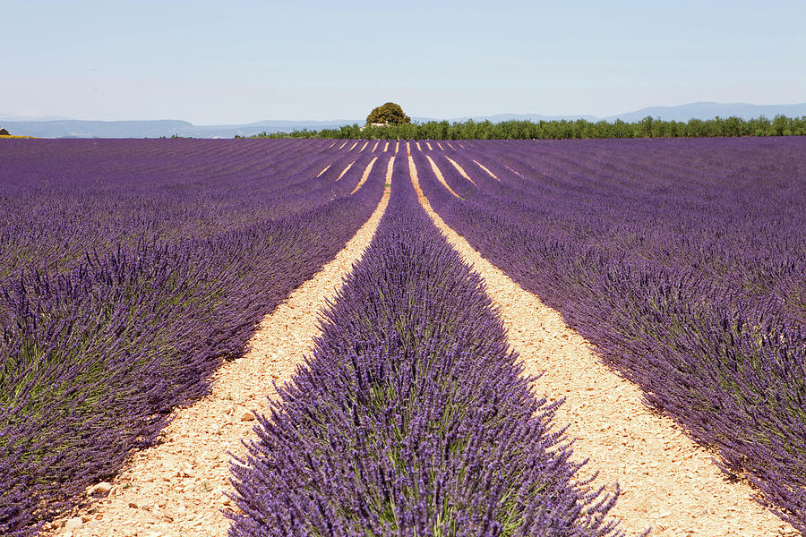 Lavender Field Photograph by © Enrica Bressan