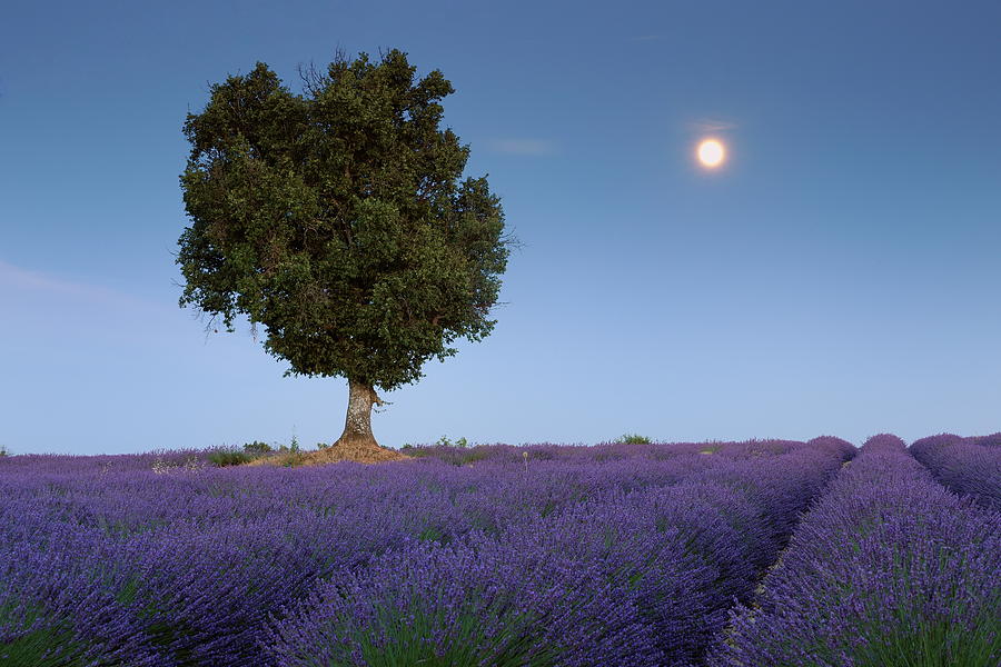 Lavender Field & Full Moon Digital Art by Cornelia Dorr