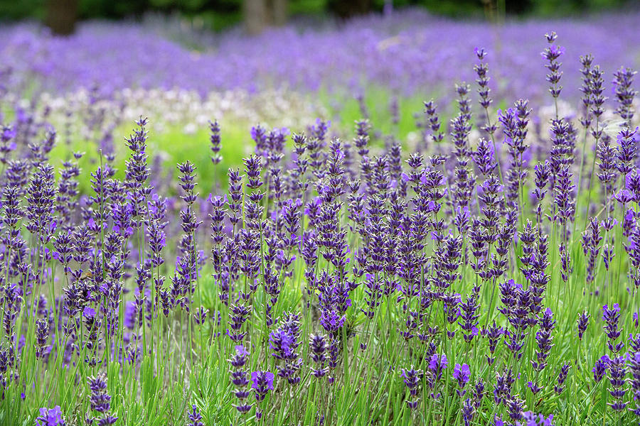 Lavender Field - 2 Photograph by Alex Mironyuk