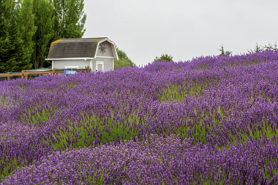 Lavender Field Photograph by Alex Mironyuk
