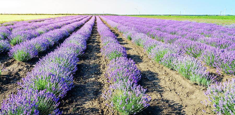 Flower Photograph - Lavender field by Alexey Stiop