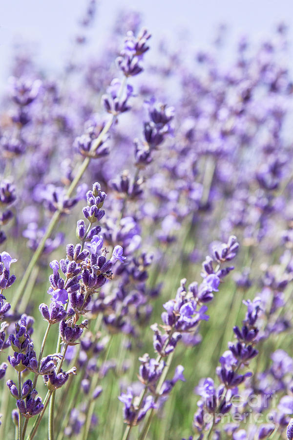 Lavender Field Photograph by Ana V Ramirez