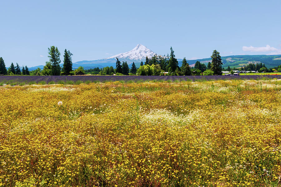 Lavender field and Mt Hood Digital Art by Michael Lee