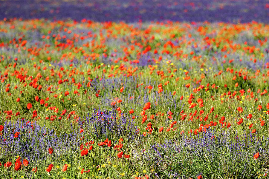 Lavender Field And Poppies, Near Sault, Vaucluse, France Photograph by ...