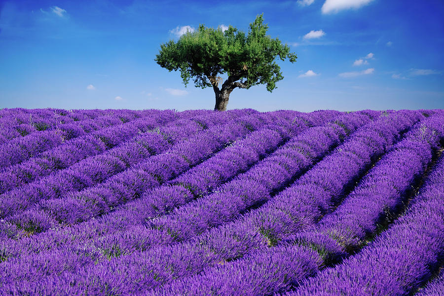 Lavender Field And Tree Photograph by Matteo Colombo