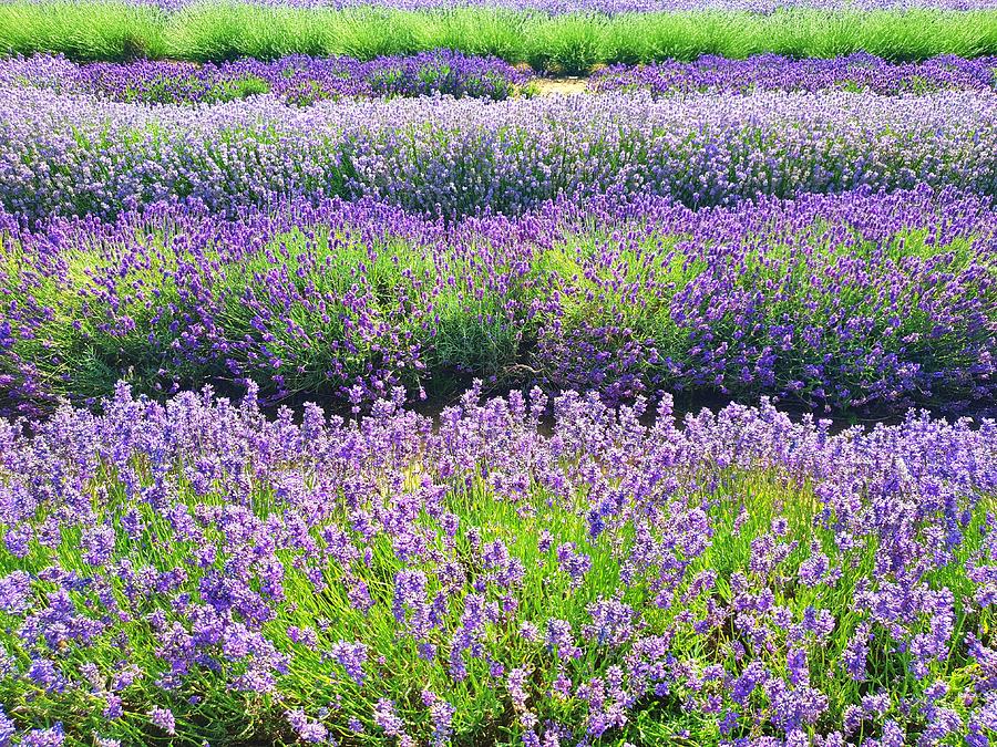 English Lavender Fields Photograph by Andrea Whitaker