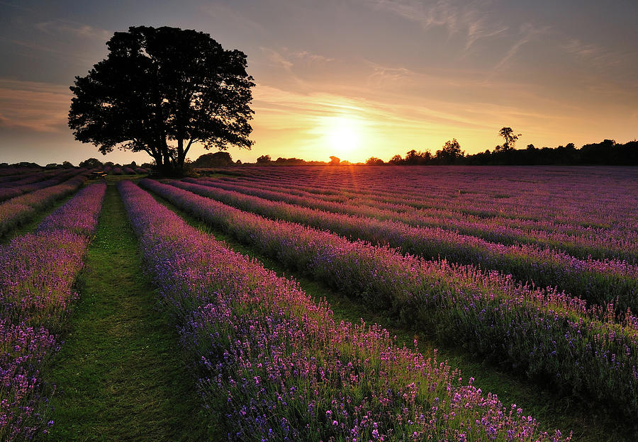 Nature Photograph - Lavender Field by Andreas Jones