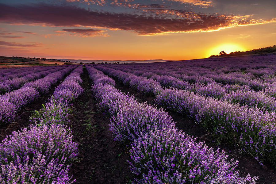 Lavender Field At Sunrise Photograph by Cavan Images | Fine Art America