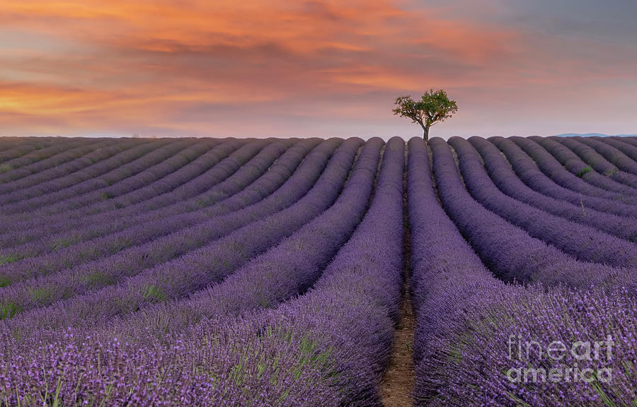 Lavender Field At Sunset Photograph by Marketa Zvelebil / 500px