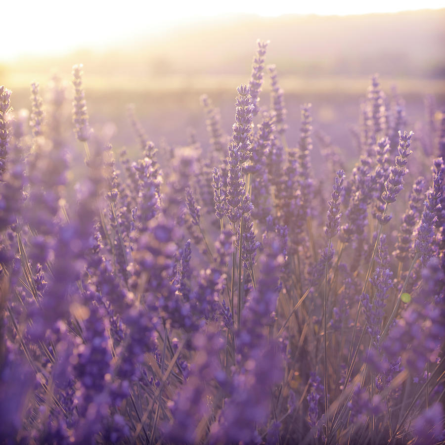Lavender Field During Sunset Photograph by Pawel.gaul