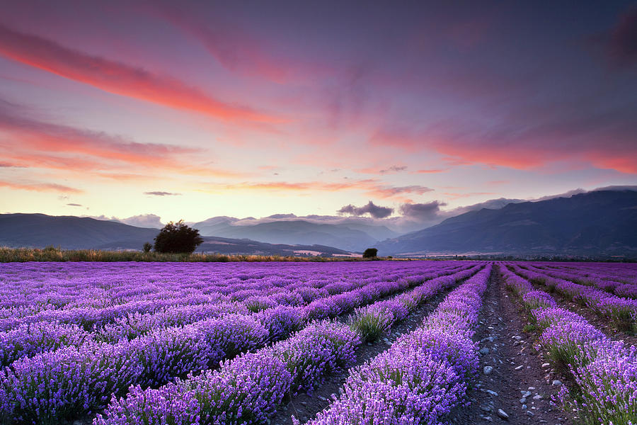 Nature Photograph - Lavender Field by Evgeni Dinev Photography