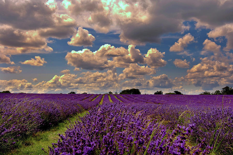 Lavender Field In High Summer Photograph by Charles Briscoe-knight