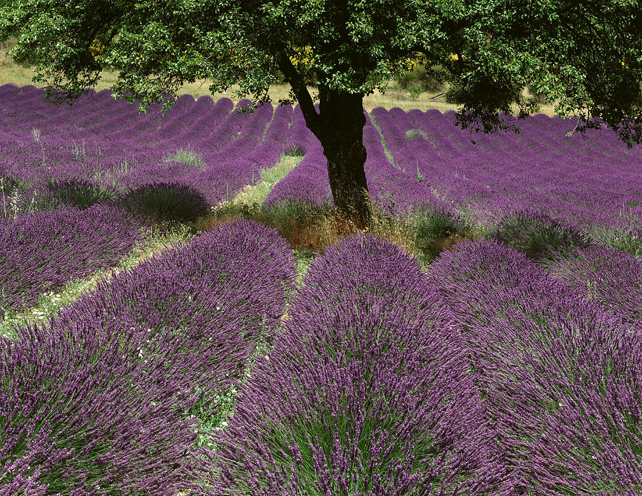 Lavender Field In Provence Digital Art by Giovanni Simeone
