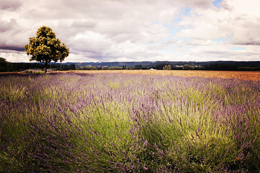 Lavender Field Photograph by Leighanne Payne