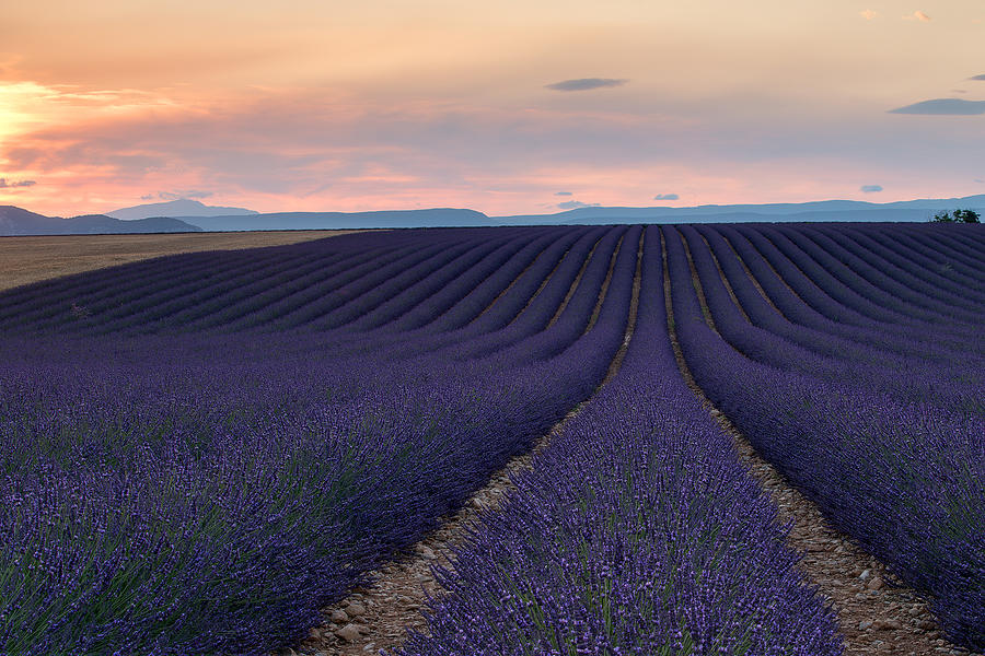 Landscape Photograph - Lavender Field by Marco Galimberti