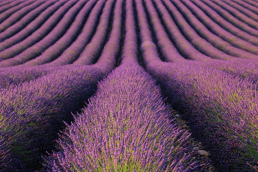 Lavender Field Photograph by Martin Ruegner