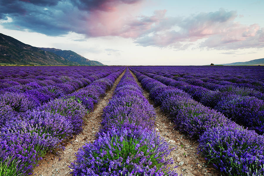 Lavender Field Photograph by Nicole Young