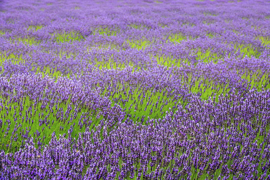 Lavender Field Patterns - 1 Photograph by Alex Mironyuk
