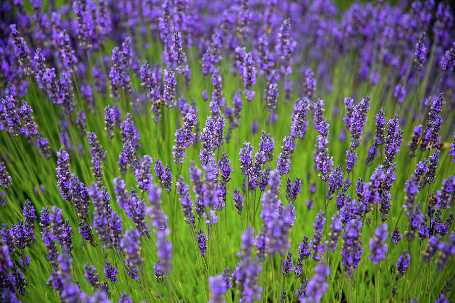 Lavender Field Patterns - 3 Photograph by Alex Mironyuk